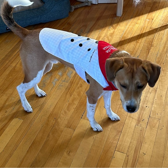 Dog chef costume, chef Ruffgang set - Picture 7 of 8